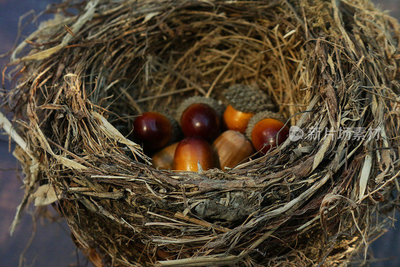 野鸟巢的图像，普通画眉(Turdus merula)包含橡子，木纹背景，聚焦前景，高架视图